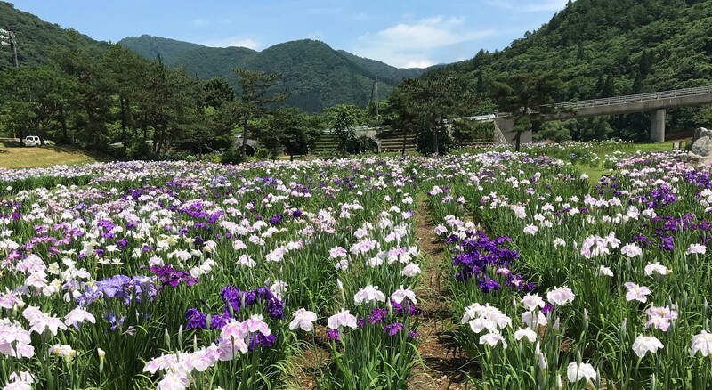 錦秋湖川尻総合公園あやめ園