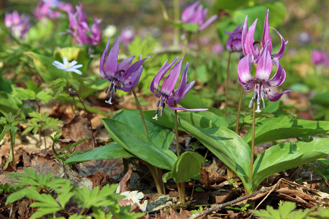 ：	 銀河の森 かたくり群生地